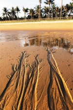 海浪来过 在沙滩上种下一棵棵“树” - 中新网海南频道