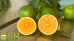 琼中绿橙今年总产量将达1800万斤 将开展线上线下多活动吸引采购 - 海南新闻中心