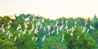 今年首批冬候鸟飞抵海南 - 中新网海南频道
