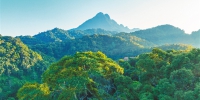 海南热带雨林国家公园设立以来 物种保护和生态价值转化取得积极进展 - 海南新闻中心
