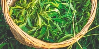 白沙独特自然环境孕育好茶 - 中新网海南频道