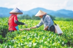 白沙独特自然环境孕育好茶 - 中新网海南频道