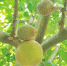 椰蜜果在琼海试种成功 最大单果重达1107克 - 中新网海南频道