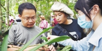海南开展大叶茶种质资源调查收集行动 助力保护开发 - 中新网海南频道