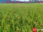 海南再实现杂交水稻双季亩产1500公斤攻关目标 - 海南新闻中心
