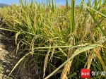 海南再实现杂交水稻双季亩产1500公斤攻关目标 - 海南新闻中心