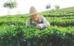在五指山市水满乡的茶园里，当地农民采摘春茶。 李天平 摄 - 中新网海南频道