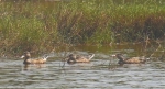 昌江海尾国家湿地公园鸟类增至173种 - 中新网海南频道