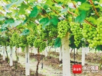 海南岛的葡萄熟了！海口、临高、儋州、昌江多地试种成功 - 海南新闻中心