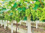 海南岛的葡萄熟了 - 中新网海南频道