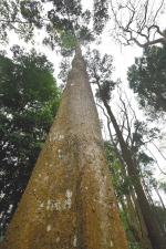 《海南热带雨林国家公园优先保护物种名录》正式发布 - 海南新闻中心