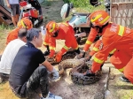 120斤大蟒蛇潜入村民家 琼海消防将其捕获并移交放生 - 中新网海南频道