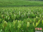 海南儋州的一处可食用仙人掌种植基地。　王晓斌 摄 - 中新网海南频道