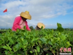 　　12月9日，茶农在白沙农场二队的茶园里采收早春茶。　王晓斌 摄 - 中新网海南频道