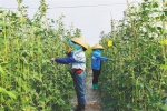 乐东“防虫网+”豇豆种植技术效果显著 - 中新网海南频道