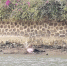 海口海甸溪岸边发现一具女尸，身份及死因尚不明，警方介入调查 - 海南新闻中心