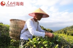 五指山海垦金江茶场：金鼎红茶飘香万里 - 海南新闻中心