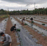 冬季瓜菜种植好时节，基层科技特派员活跃于田间地头指导技术 - 海南新闻中心