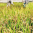 工作人员在三亚南繁科研育种基地里收集水稻种子。(新华社发) - 中新网海南频道