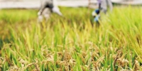 工作人员在三亚南繁科研育种基地里收集水稻种子。(新华社发) - 中新网海南频道