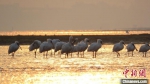 200余只全球濒危鸟类黑脸琵鹭在海南越冬 - 中新网海南频道