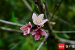 琼岛早春桃花朵朵迷人眼 - 中新网海南频道