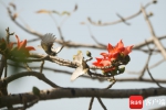 三亚：木棉花开 鸟儿“闹春” - 中新网海南频道