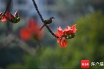三亚：木棉花开 鸟儿“闹春” - 中新网海南频道