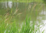 海口五源河生态塘验出湿地治理“本地高手” - 中新网海南频道