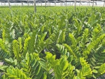 乐东引进新奇特果蔬品种 打造热带高效农业新格局 - 中新网海南频道