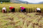 中国水稻“一种多收”进展如何？种稻会“一劳永逸”吗？ - 中新网海南频道