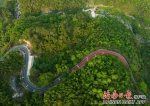 鹦哥岭上雨林公路景色美 - 中新网海南频道