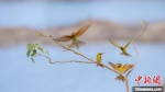 500余只蜂虎鸟在海南澄迈花场湾筑巢安家 - 中新网海南频道