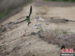 500余只蜂虎鸟在海南澄迈花场湾筑巢安家 - 中新网海南频道