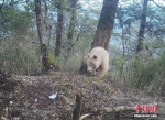 罕见！全球唯一的白色大熊猫正脸照首度公开 - 中新网海南频道