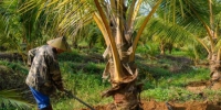 屯昌：村企合作发展金椰子产业 - 中新网海南频道