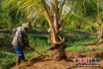 屯昌：村企合作发展金椰子产业 - 中新网海南频道