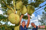 海南三亚首批国产榴莲即将迎来“树上熟” - 中新网海南频道
