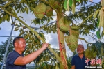 海南三亚首批国产榴莲即将迎来“树上熟” - 中新网海南频道
