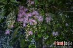 海南儋州：玉蕊花开引客赏 - 中新网海南频道