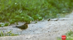 栗喉蜂虎幼鸟在澄迈花场湾的特殊“沙浴” - 中新网海南频道