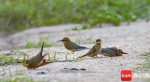 栗喉蜂虎幼鸟在澄迈花场湾的特殊“沙浴” - 中新网海南频道