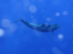 科研人员在南海记录到抹香鲸等15个鲸类物种 - 中新网海南频道