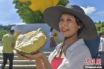 三亚“树上熟”榴莲首次面向公众 香甜鲜果获点赞 - 中新网海南频道