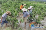 “莎莉嘉”远离登陆地 万宁全力开展灾后恢复（图） - 海南新闻中心