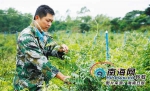 不做医生做农民 澄迈“怪人”王恩武扎根乡土种植牛大力 - 海南新闻中心