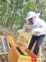 白沙黎族小伙高胜章身残志坚 发展养蜂酿蜜产业为白沙农产品再添活力 - 海南新闻中心