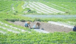 琼海大路镇农民在铺设地膜，保障冬季瓜菜生长。 - 中新网海南频道