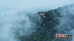 三亚：雨后雨林云雾缭绕 宛如仙境 - 中新网海南频道