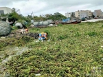 海口美兰区新埠街道组织清理南渡江沿岸水浮莲 - 海南新闻中心